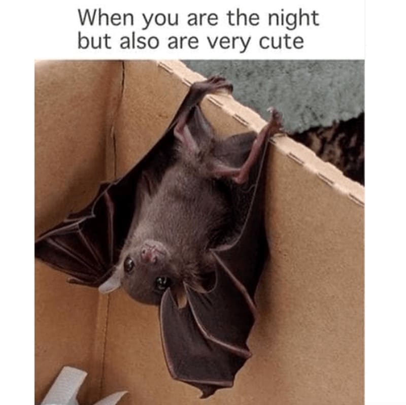 A cute bat meme showing a tiny bat hanging upside down, proving you can be "the night" and "very cute."
