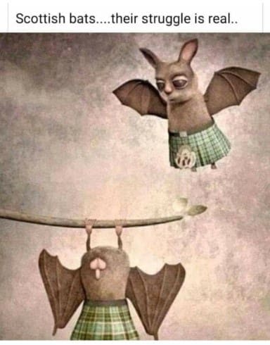 A funny bat meme illustrating the struggle of Scottish bats wearing kilts while trying to hang upside down