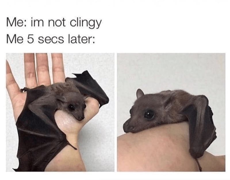 A funny bat meme contrasting "I'm not clingy" with pictures of an adorable baby bat clinging tightly to a person's arm