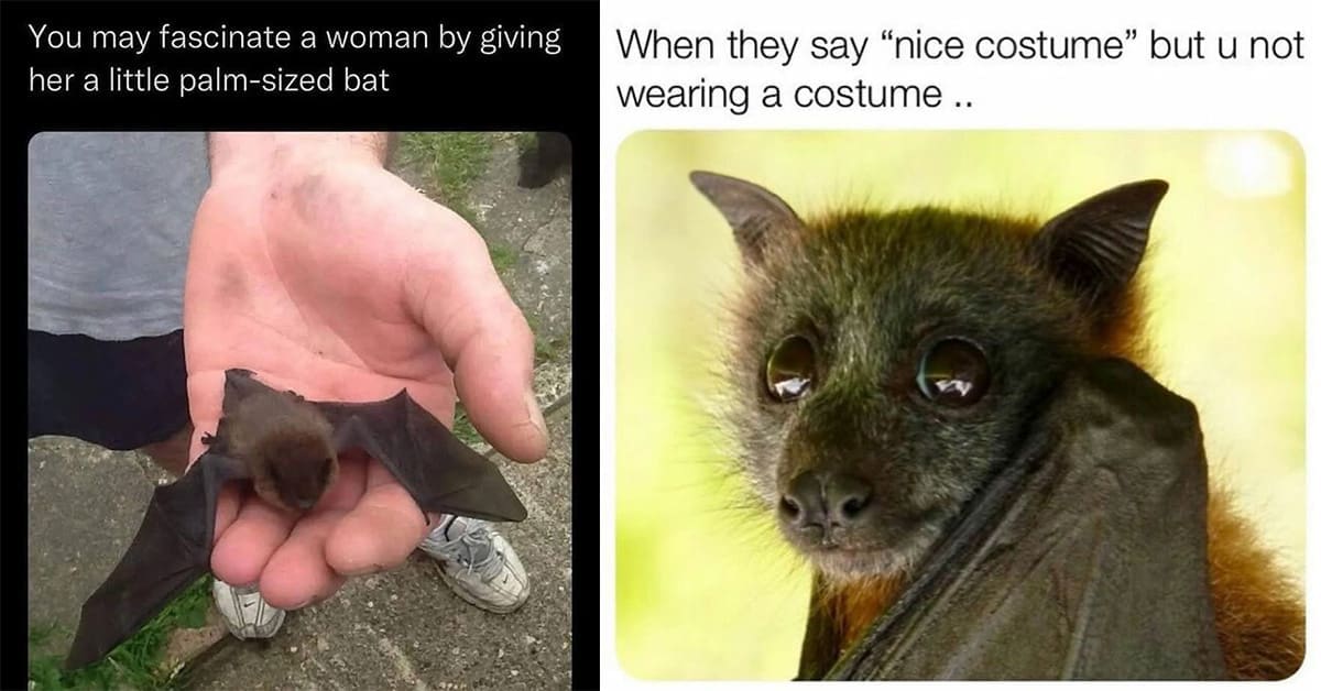 A collection of the best bat memes celebrating Halloween with funny, cute, and spooky bat content