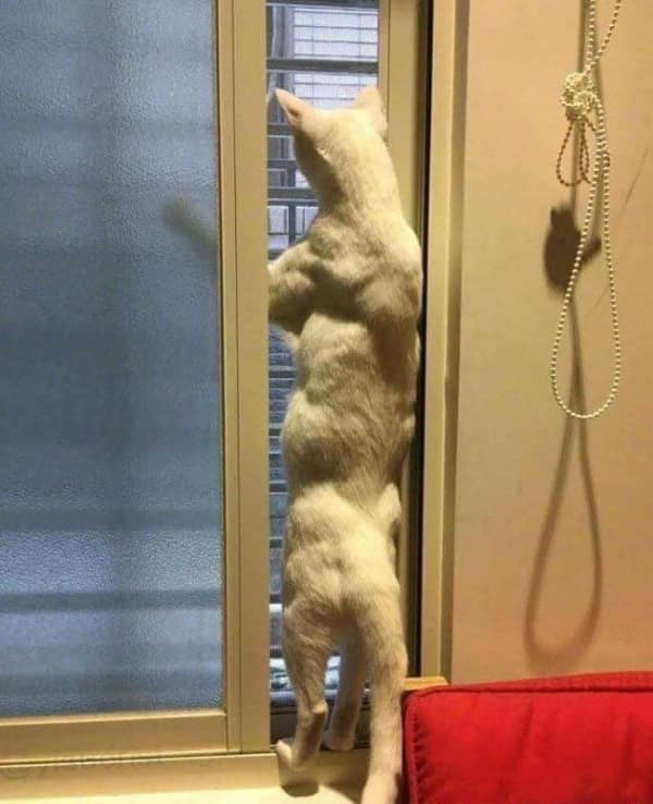 A strangely muscular and buff white cat standing up on its hind legs looking out a window.