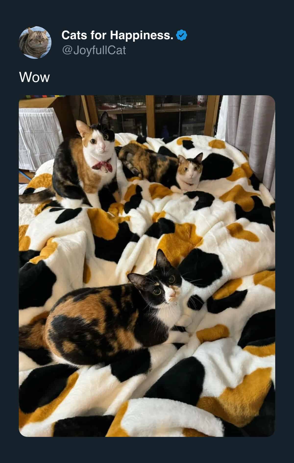 A cute cat meme featuring four calico cats camouflaged on a matching calico blanket.