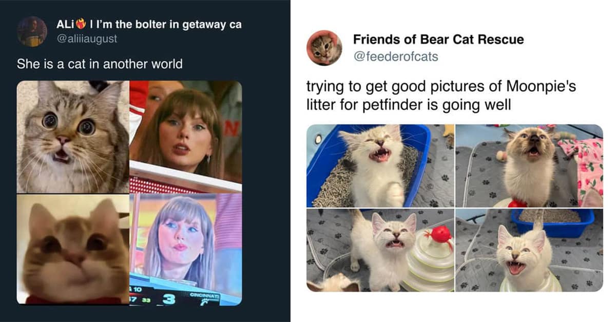 A collection of the week's funniest and most relatable cat meme posts and tweets.