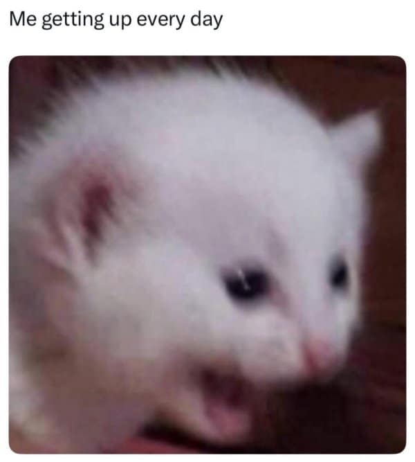 An old meme of a blurry, screaming white kitten with the caption "Me getting up every day."
