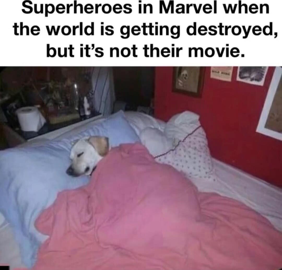 A funny classic meme using a sleeping dog to make a joke about the Marvel Cinematic Universe