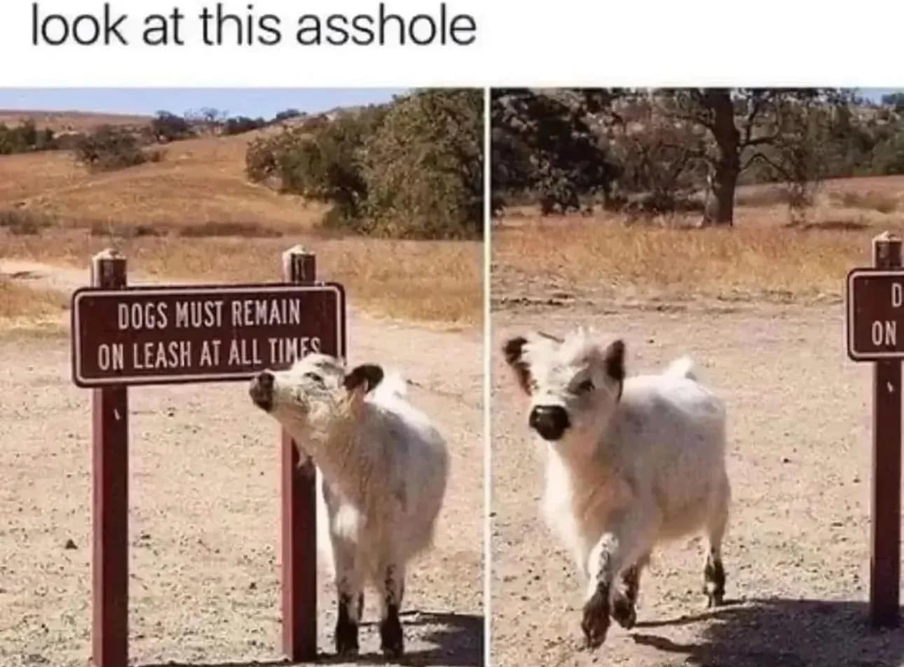 A funny classic meme of a fluffy cow ignoring a "Dogs Must Remain On Leash" sign.