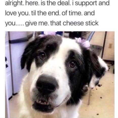 A funny old meme of a dog with an intense stare, captioned with a very serious negotiation for a cheese stick.