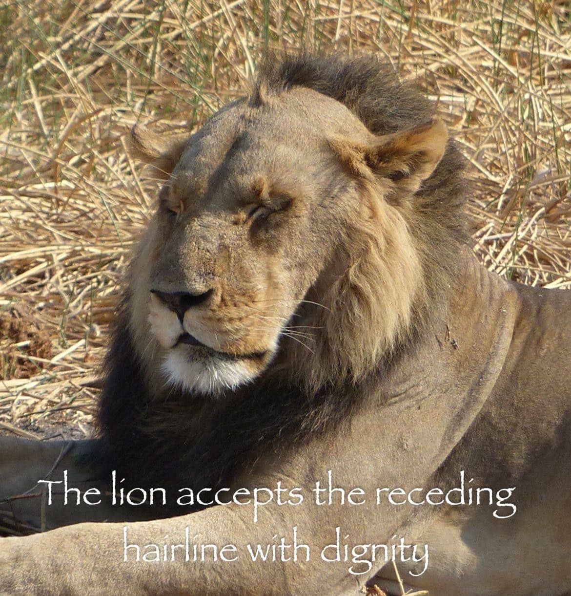 A classic meme featuring a majestic lion accepting his receding hairline with dignity.