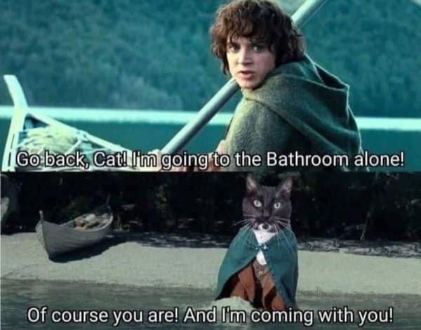 A classic meme that combines a scene from Lord of the Rings with the relatable struggle of a cat following you to the bathroom.