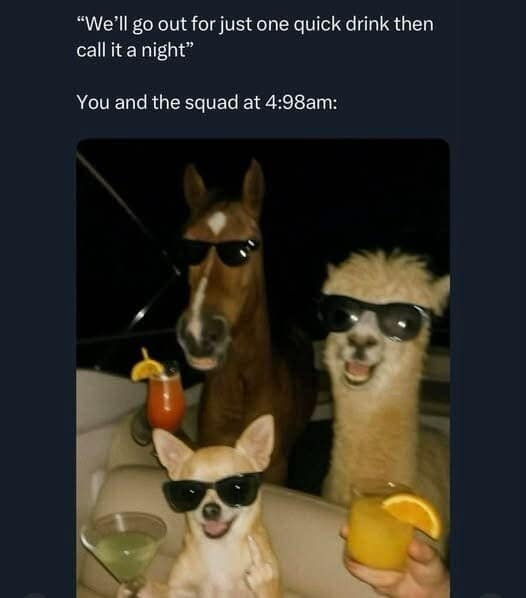 A funny old meme showing a horse, alpaca, and chihuahua in sunglasses, representing the squad after saying "one quick drink."