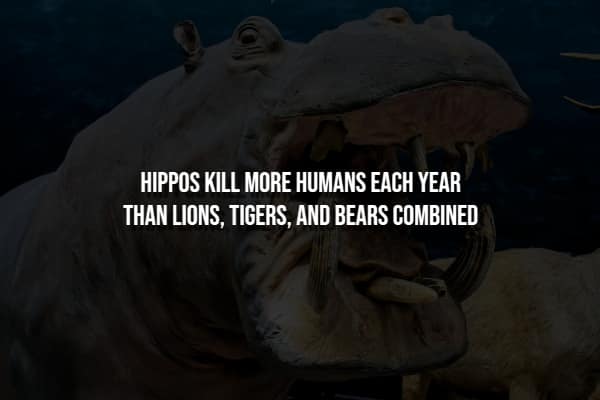 Creepiest facts image: Hippos kill more humans annually than lions, tigers, and bears combined, despite appearances.