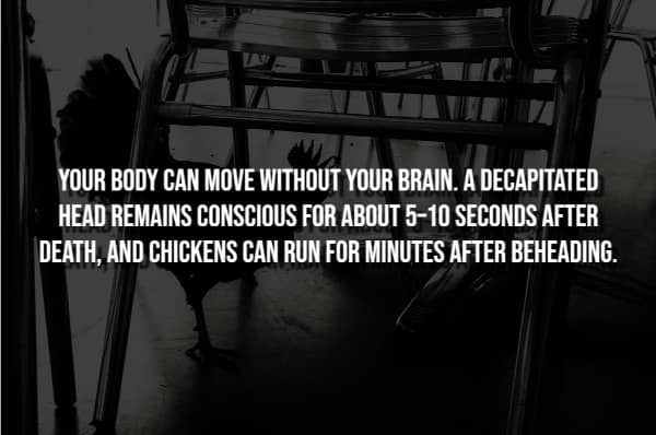 Creepiest facts image: Decapitated heads remain briefly conscious, and chickens can run for minutes after beheading.
