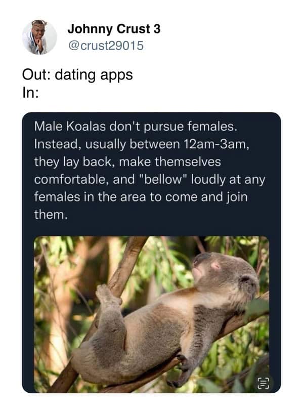 A funny dating meme comparing low-effort men to the mating habits of male koalas.