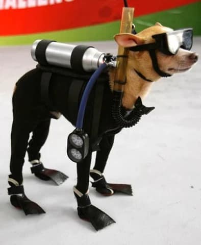 An incredibly detailed dog Halloween costume of a small chihuahua dressed as a scuba diver, with flippers and an oxygen tank.