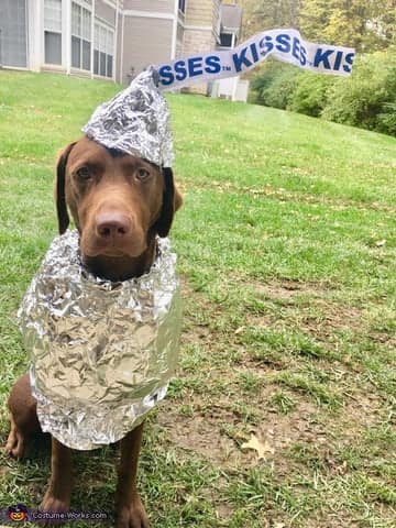 A cute and simple DIY dog Halloween costume of a Hershey's Kiss, made with aluminum foil.