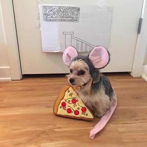 A funny dog Halloween costume of a small dog dressed as the iconic "Pizza Rat" meme.