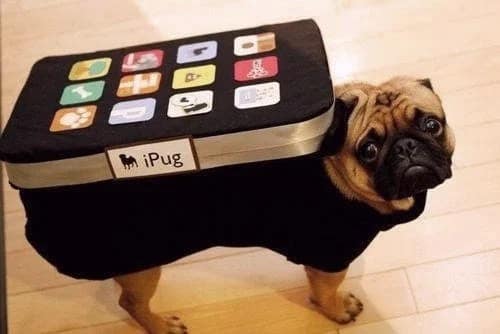 A clever pun dog Halloween costume of a pug dressed as an iPhone, with the label "iPug."