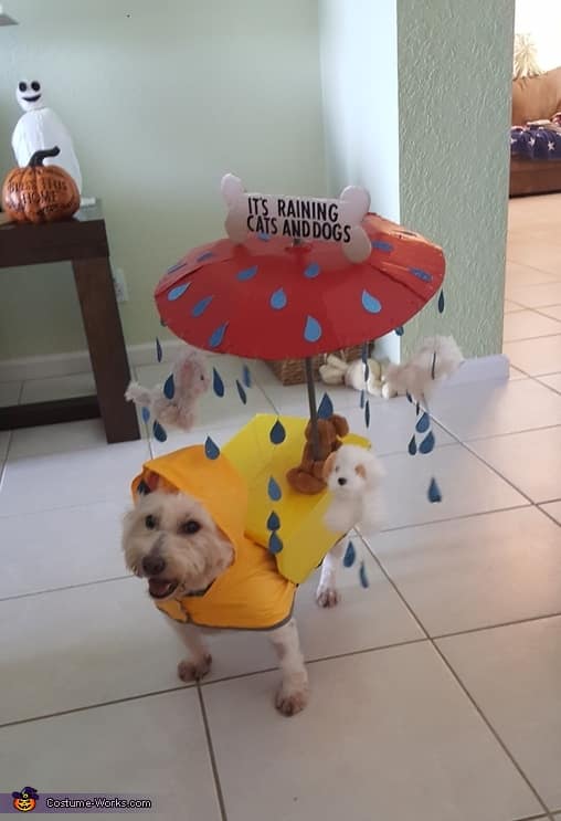 A very creative dog Halloween costume of a dog in a raincoat under an umbrella with cats and dogs falling.