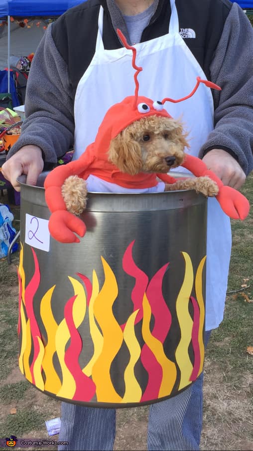 A dark humor dog Halloween costume where a poodle is dressed as a lobster being boiled in a pot.