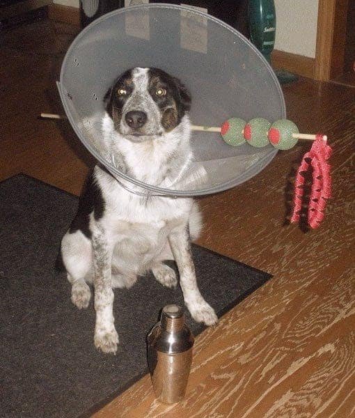 A genius dog Halloween costume that turns a dog's "cone of shame" into a giant martini glass.