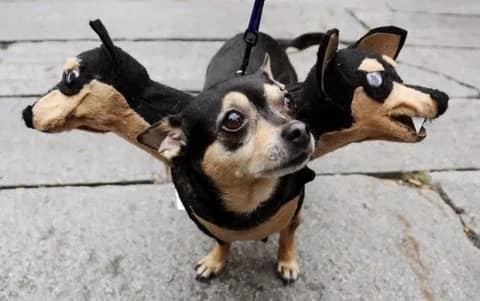 A hilarious dog Halloween costume where a small chihuahua has two extra heads, making it look like Cerberus.