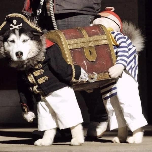 An elaborate dog Halloween costume that makes a husky look like two pirates carrying a treasure chest