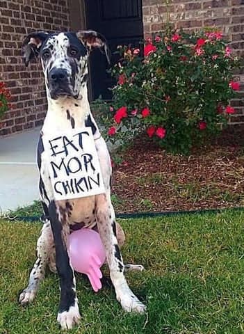 A funny dog Halloween costume of a Great Dane dressed as the "Eat Mor Chikin" cow from the Chick-fil-A ads.