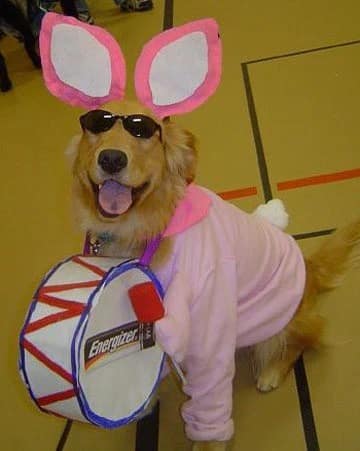 A golden retriever in a funny dog Halloween costume, dressed as the Energizer Bunny with a drum and sunglasses.