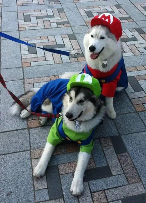 A cute dog Halloween costume idea for two dogs, with two huskies dressed as Mario and Luigi.