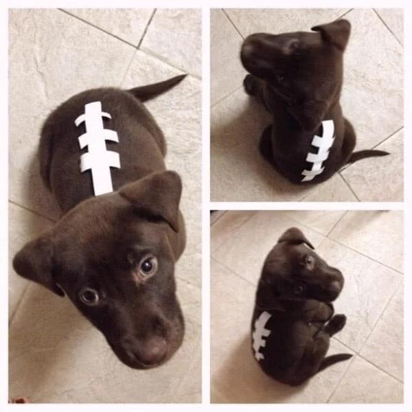 A simple and cute dog Halloween costume where a chocolate lab puppy has football laces taped to its back.
