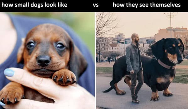 A funny dog meme comparing how a small dachshund looks versus how it sees itself as a giant, powerful hound.