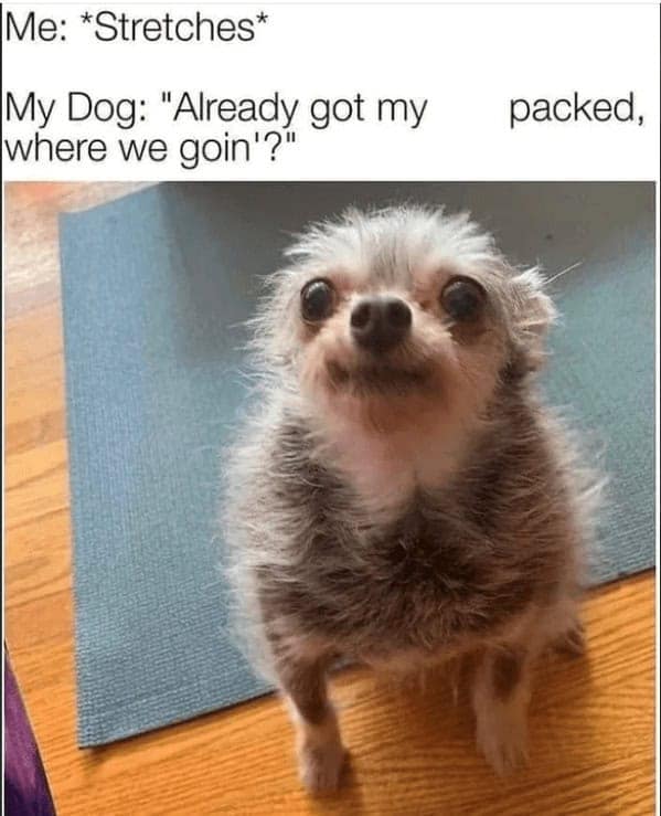A funny dog meme of a small, scruffy dog who gets excited when its owner stretches, thinking it's time to go somewhere.