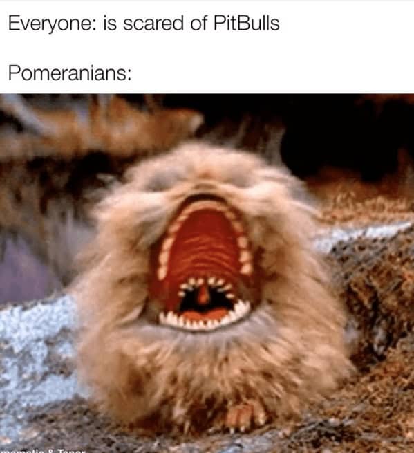 A funny dog meme that suggests Pomeranians are secretly terrifying monsters from the movie Critters.