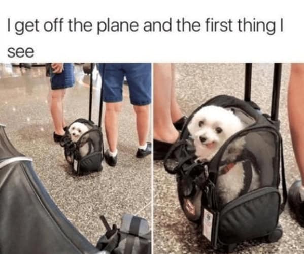 A wholesome dog meme of a small, happy white dog being wheeled through an airport in a pet carrier.