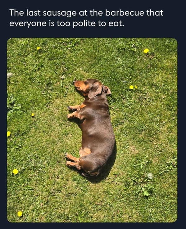 A funny dog meme that compares a dachshund sleeping in the grass to the last sausage at a barbecue.