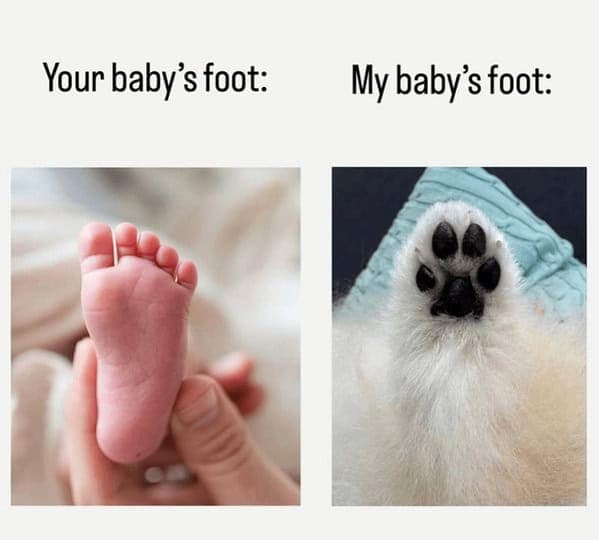 A funny dog meme for "dog parents" that compares a human baby's foot to a fluffy puppy's paw with its toe beans.
