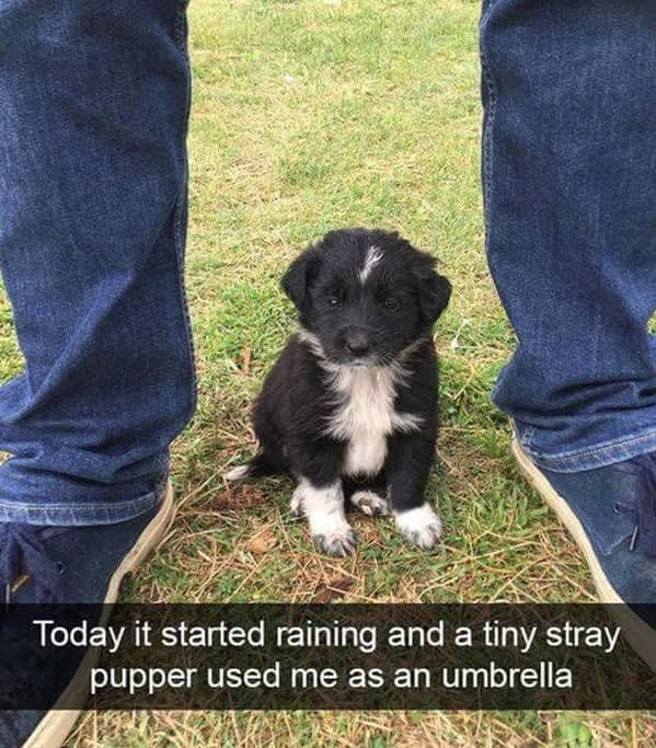 A wholesome dog meme showing a tiny stray puppy using a person's legs as an umbrella to hide from the rain.