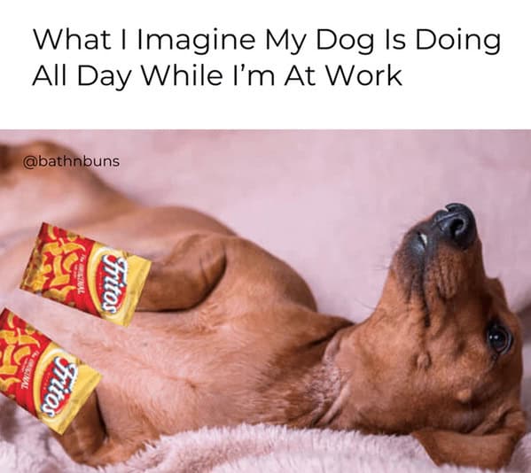 A funny dog meme imagining a dog lounging on a bed with bags of Fritos while its owner is at work.