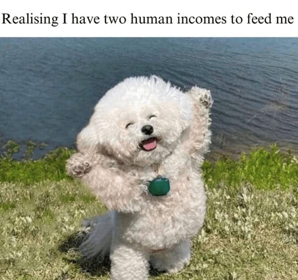 A funny dog meme of a happy, fluffy dog celebrating the realization that it has two human incomes to support it.