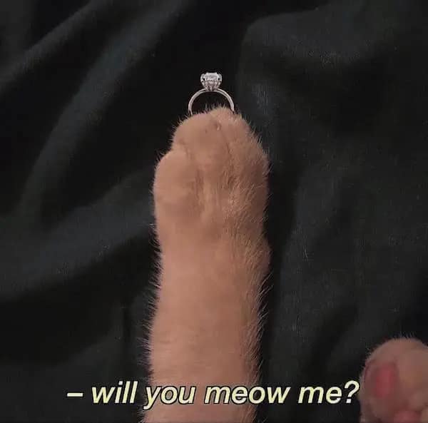 A cute flirty meme showing a cat's paw holding an engagement ring.