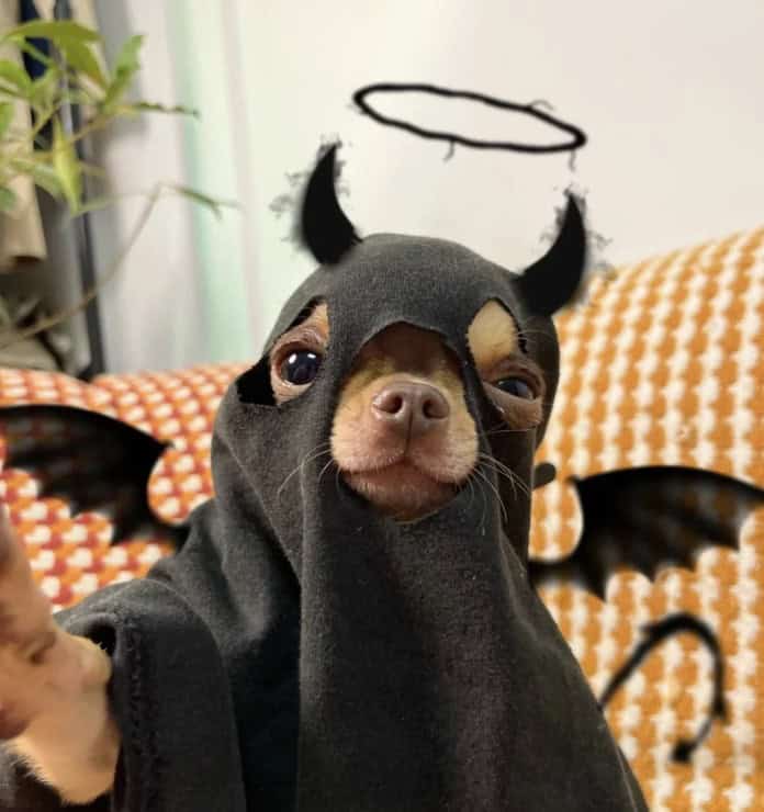 A small chihuahua in a black hooded costume with hand-drawn devil horns and a halo.