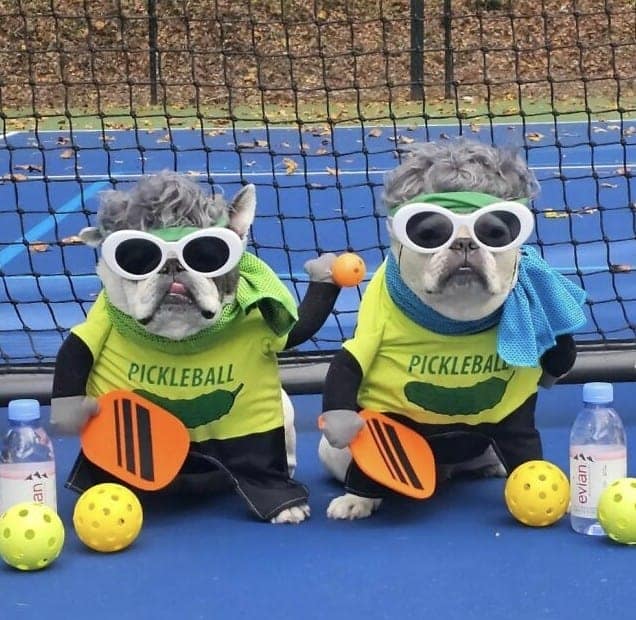 Two French bulldogs in matching pickleball player costumes with grey wigs and sunglasses.