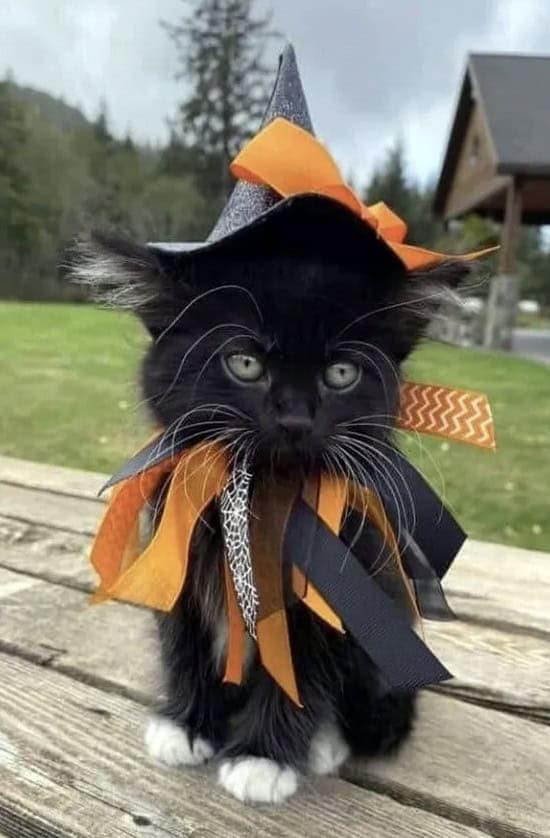 An adorable fluffy black kitten with green eyes wearing a pointy witch hat and ribbons.