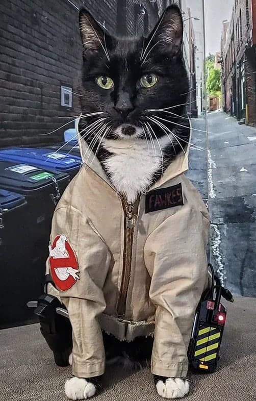 A black and white tuxedo cat looking serious while wearing a detailed Ghostbusters uniform.