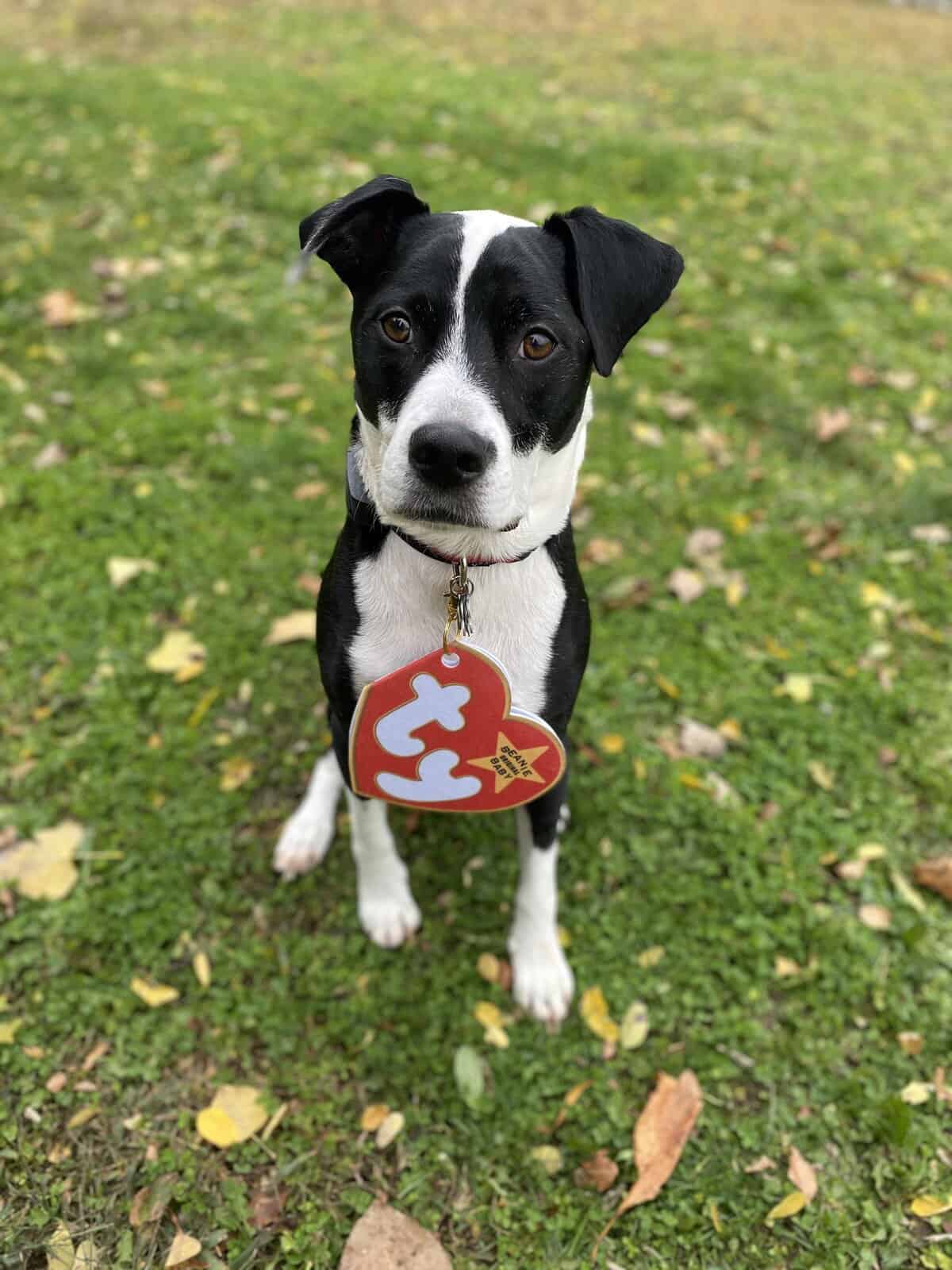 A cute black and white dog sitting on the grass wearing a giant Ty Beanie Baby tag.