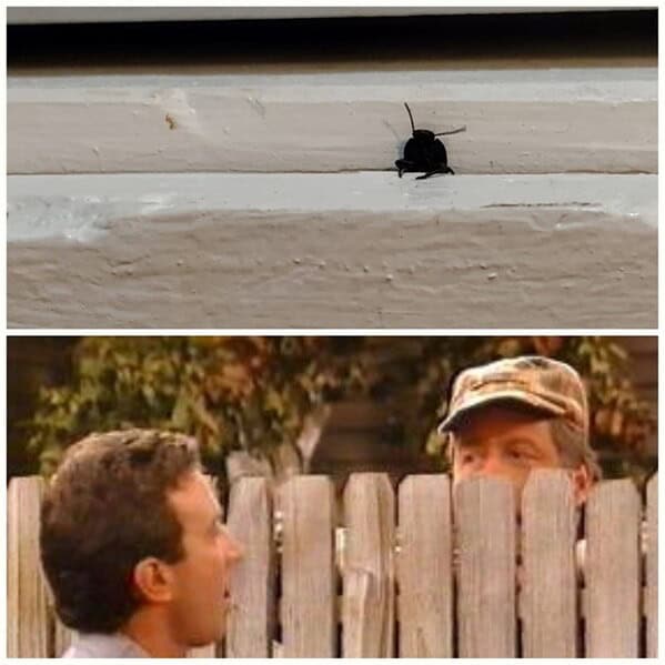 A bug on a windowsill compared to Wilson from Home Improvement, a classic funny animal meme.