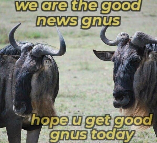 Two wildebeest in a wholesome "good news gnus" funny animal meme wishing you a good day.