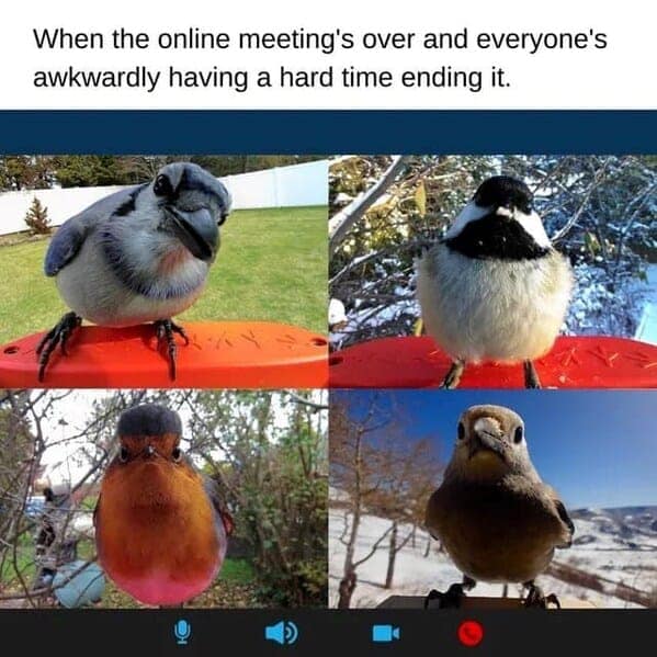 Four birds looking awkwardly into the camera, a funny animal meme about the awkward end of online meetings.