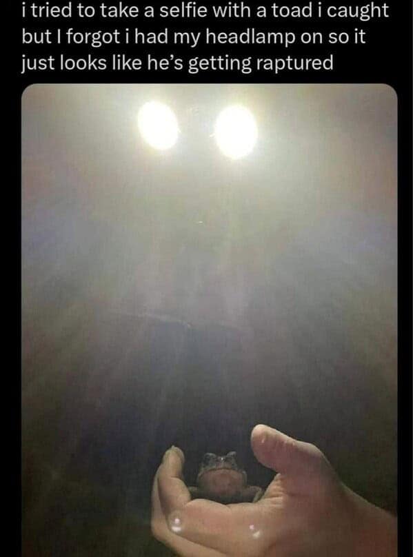 A toad being held at night looks like it's being raptured or abducted in this funny animal meme.