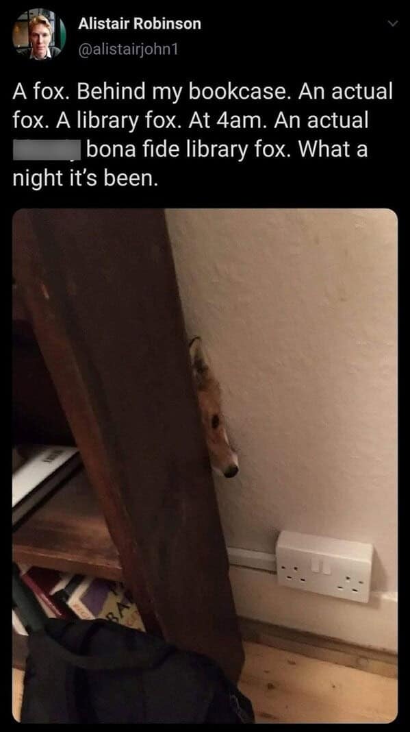 A tweet showing a real fox peeking its head out from behind a bookcase, a perfect funny animal meme.